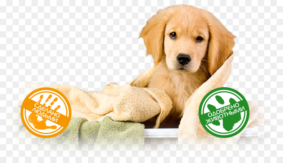 Golden Retriever，Cachorro PNG