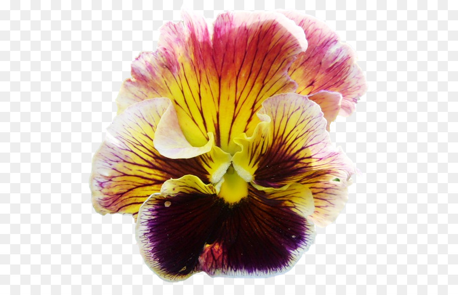 Flor Rosa，Pétalos PNG