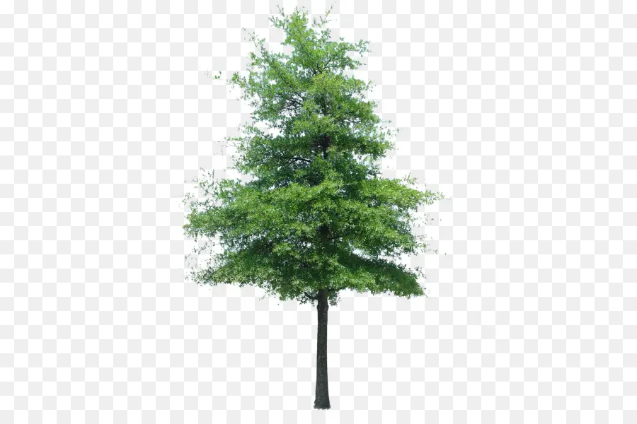 Árbol，Arbusto PNG