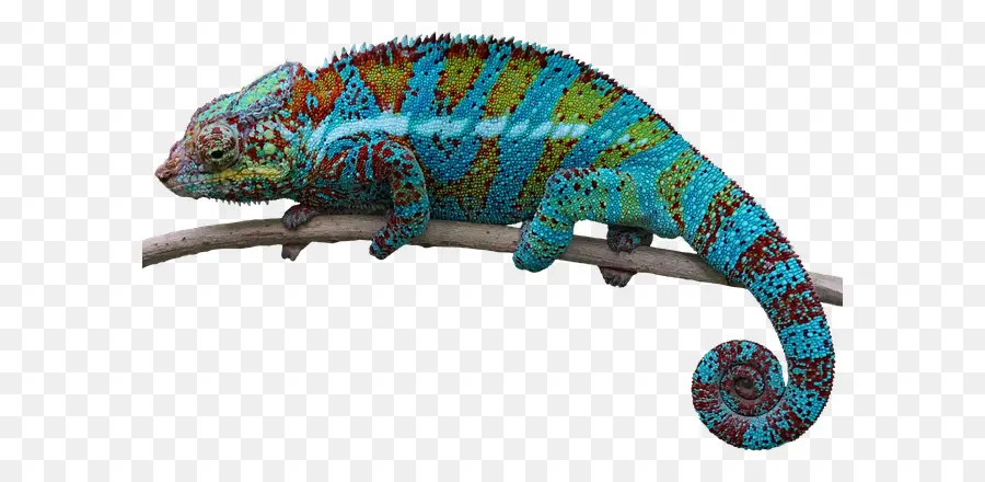 Lagarto，Los Camaleones PNG