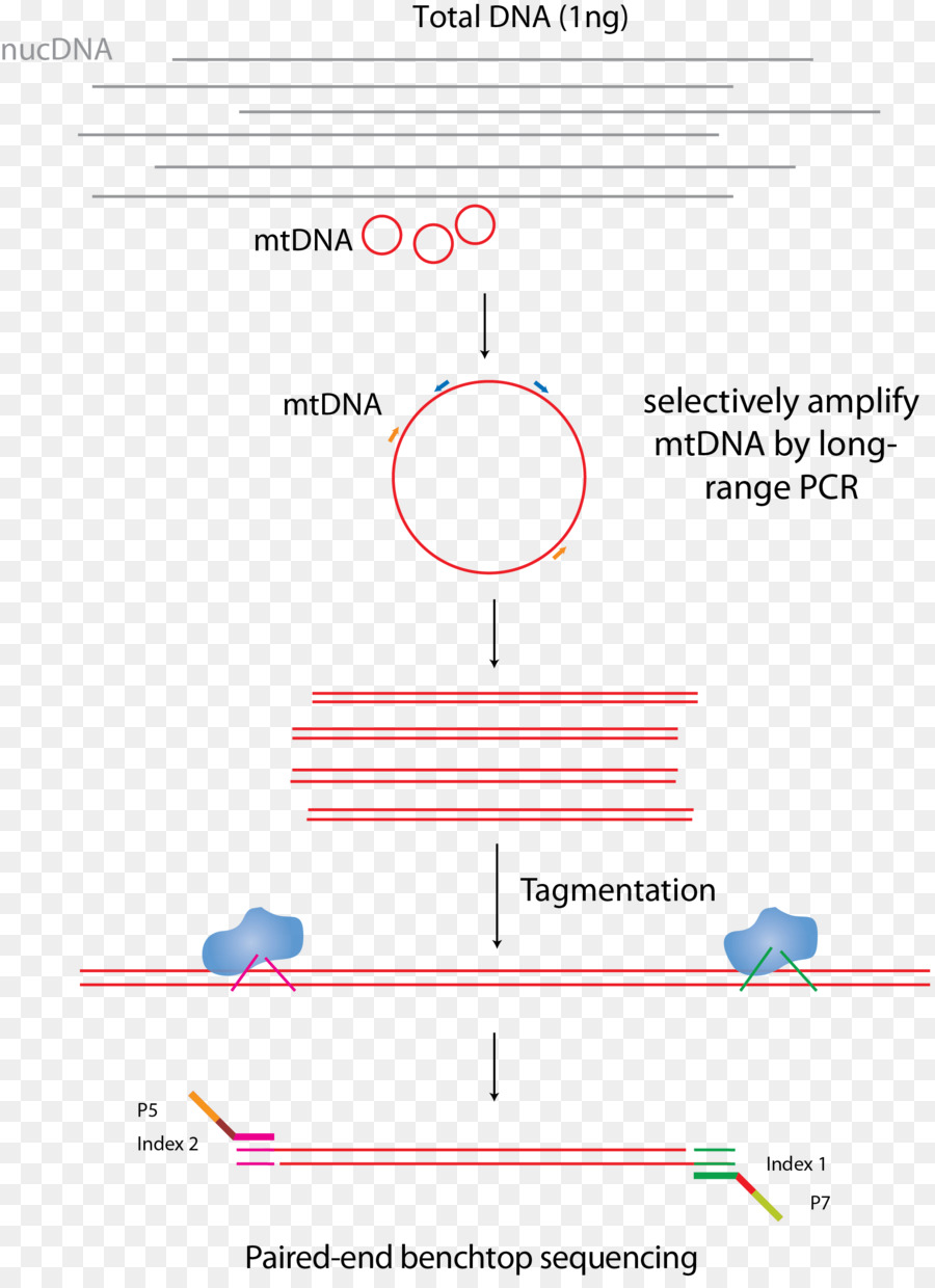 Adn Mitocondrial，Secuencia Adn PNG