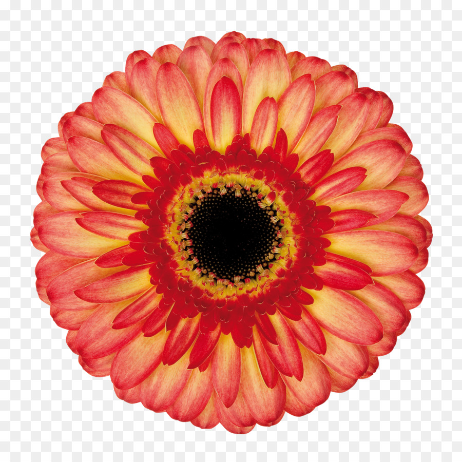 Flor，Floración PNG