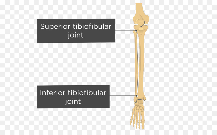 Inferior De La Articulación Tibiofibular，Superior De La Articulación Tibiofibular PNG