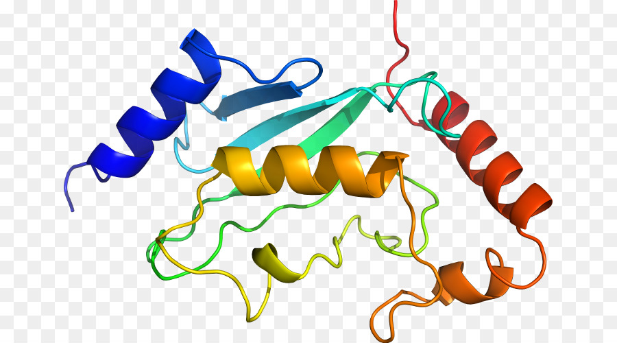 Estructura De La Proteína，Molécula PNG