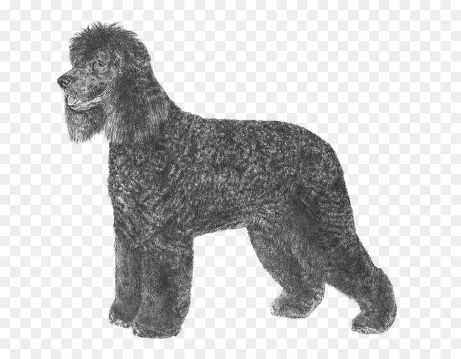 Irish Water Spaniel，American Water Spaniel PNG