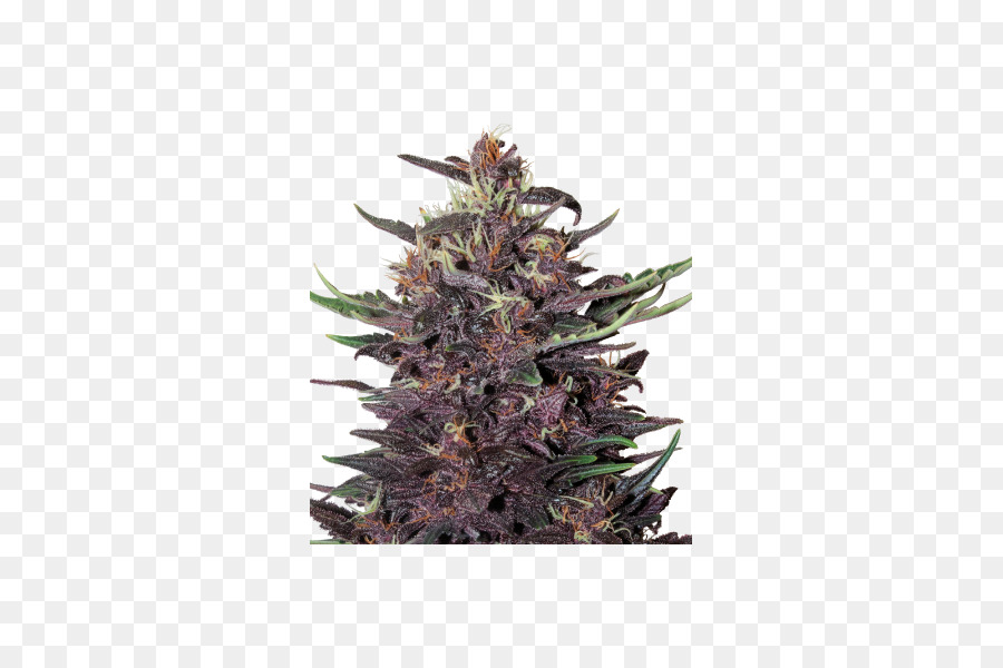 Planta Morada，Hojas PNG