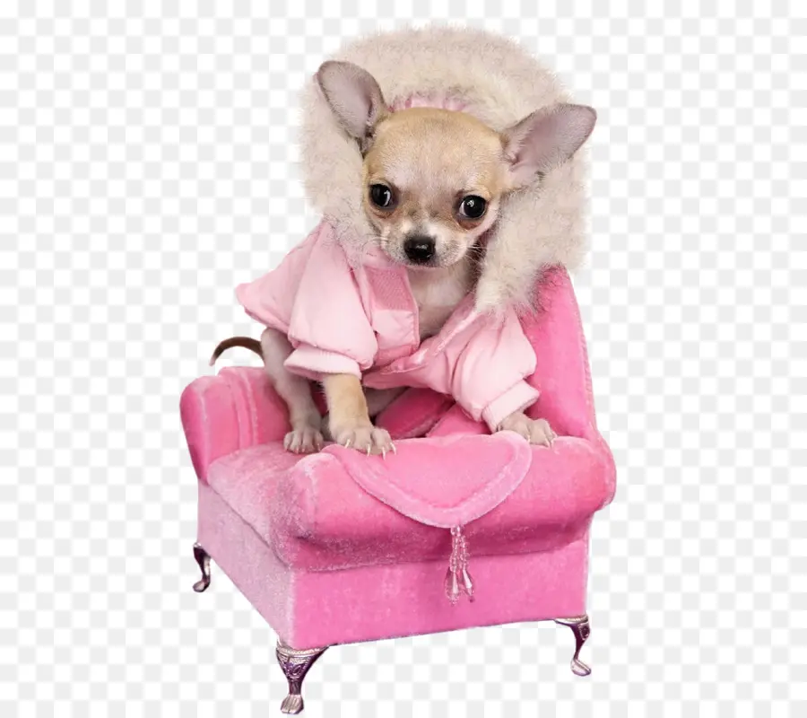 Chihuahua，Silla Rosa PNG