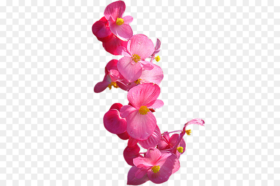 Orquídeas De Polilla，Cortar Flores PNG