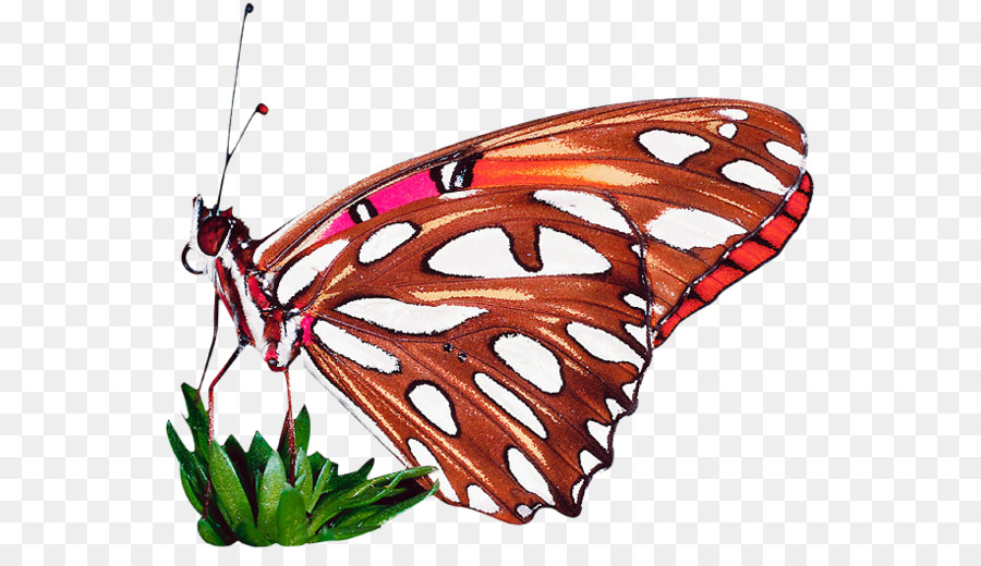 La Mariposa Monarca，La Polilla PNG