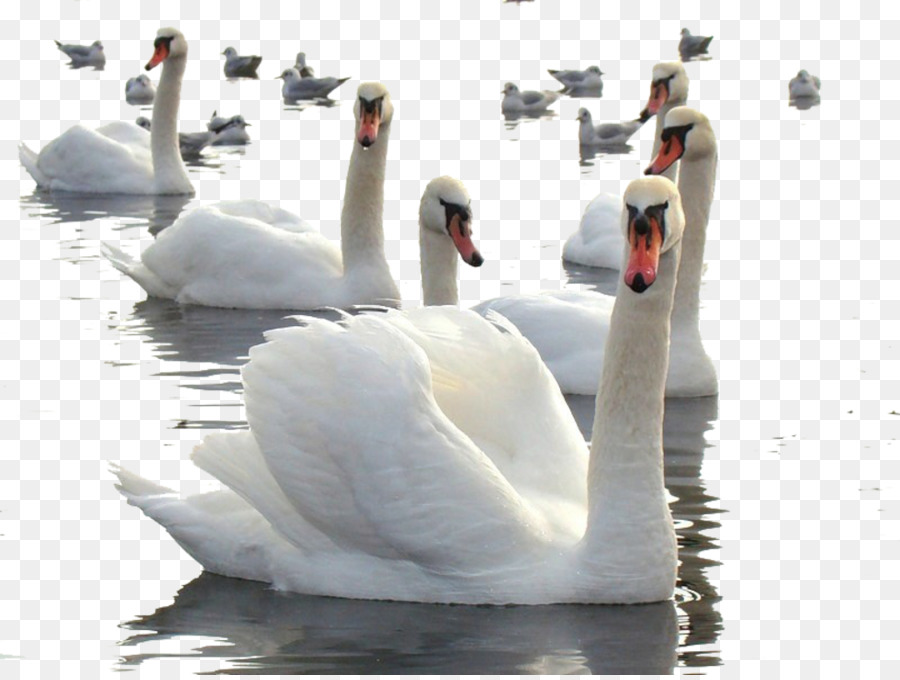 Cisnes En El Agua，Cisnes PNG