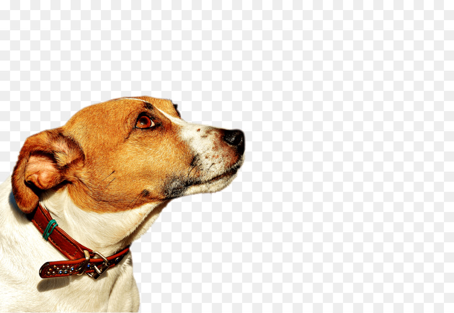 Raza De Perro，Foxhound Inglés PNG