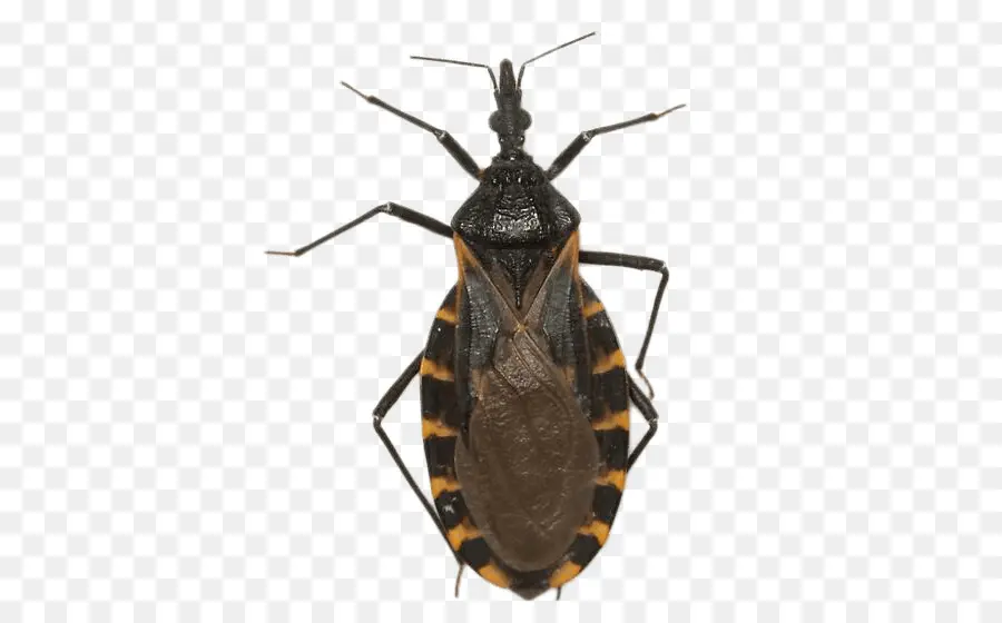 Texas，La Enfermedad De Chagas PNG