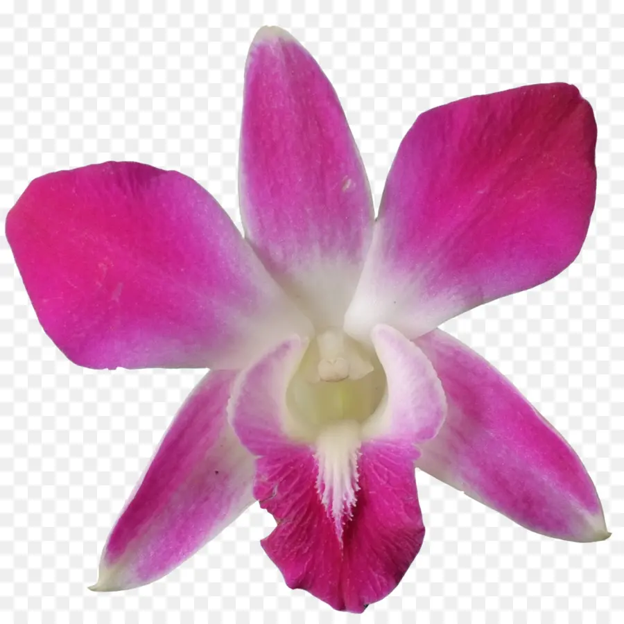 Orquídea，Floración PNG