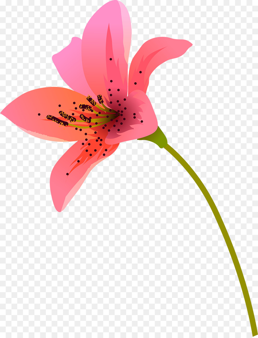 Flor De Naranja，Florecer PNG