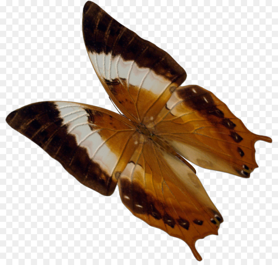 Brushfooted Mariposas，Gossamerwinged Mariposas PNG