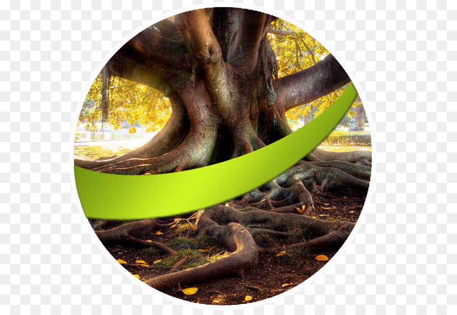 Raíz，Árbol PNG