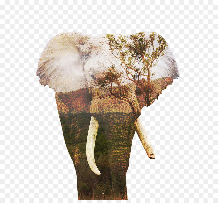 Elefante Indio，El Elefante Africano PNG