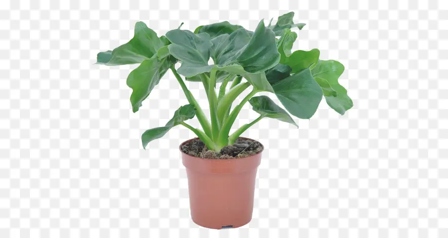 Planta En Maceta，Verdor PNG