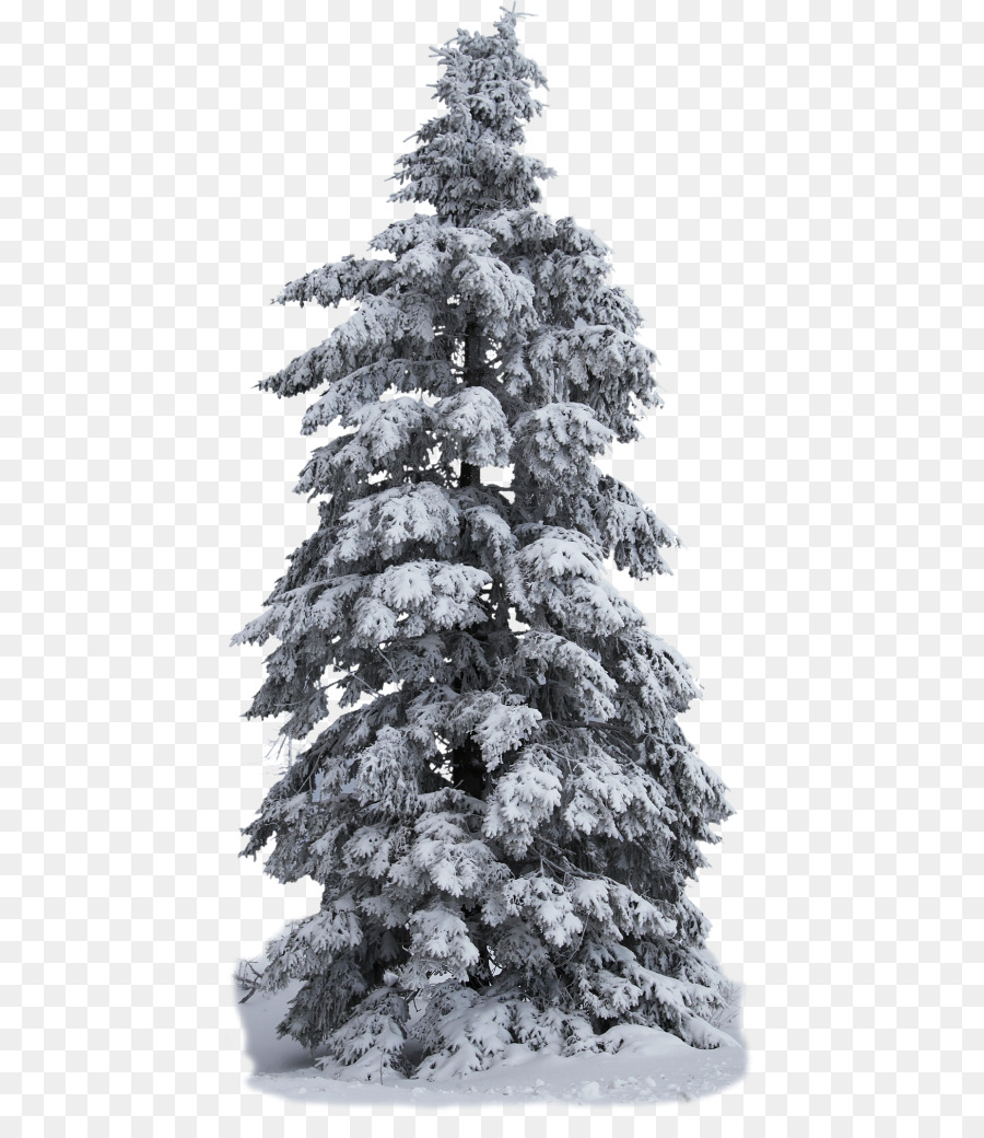 árbol Nevado，Invierno PNG