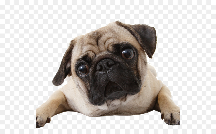 Pug，Mascota PNG