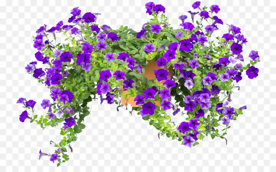 Flores Moradas，Florecer PNG