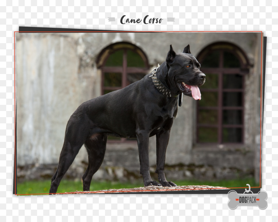 Cane Corso，Mastín Inglés PNG