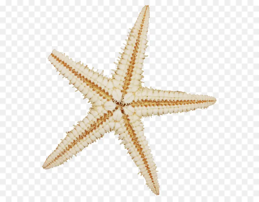 Estrella De Mar，Molusco De Concha PNG