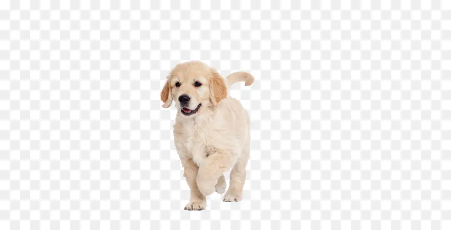 Golden Retriever，Cachorro PNG