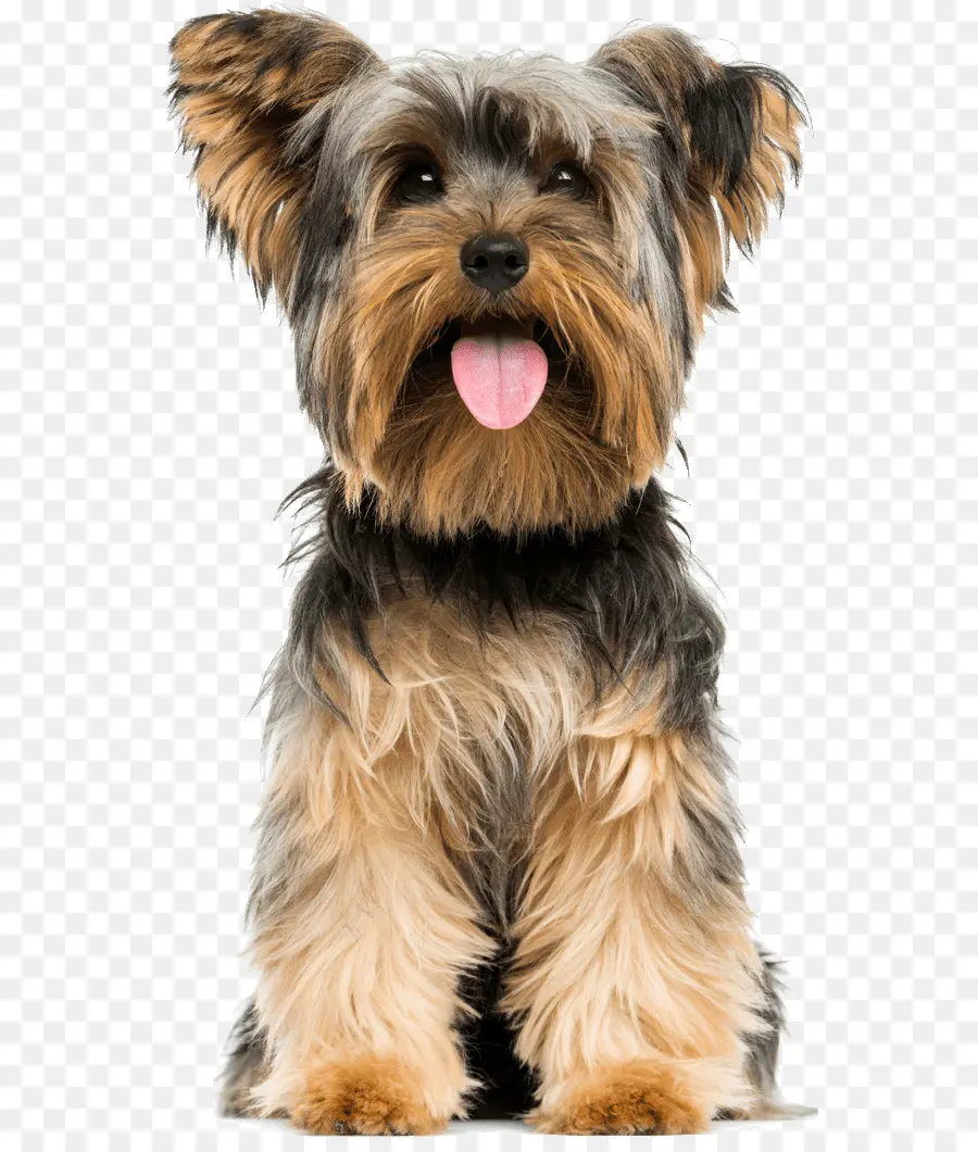 Perro，Mascota PNG