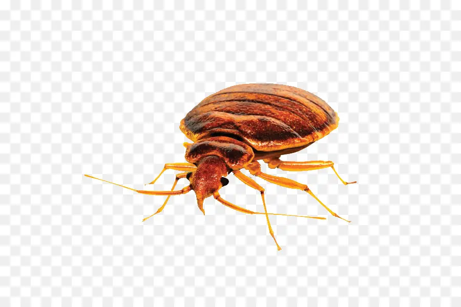 Insecto，ácaro PNG