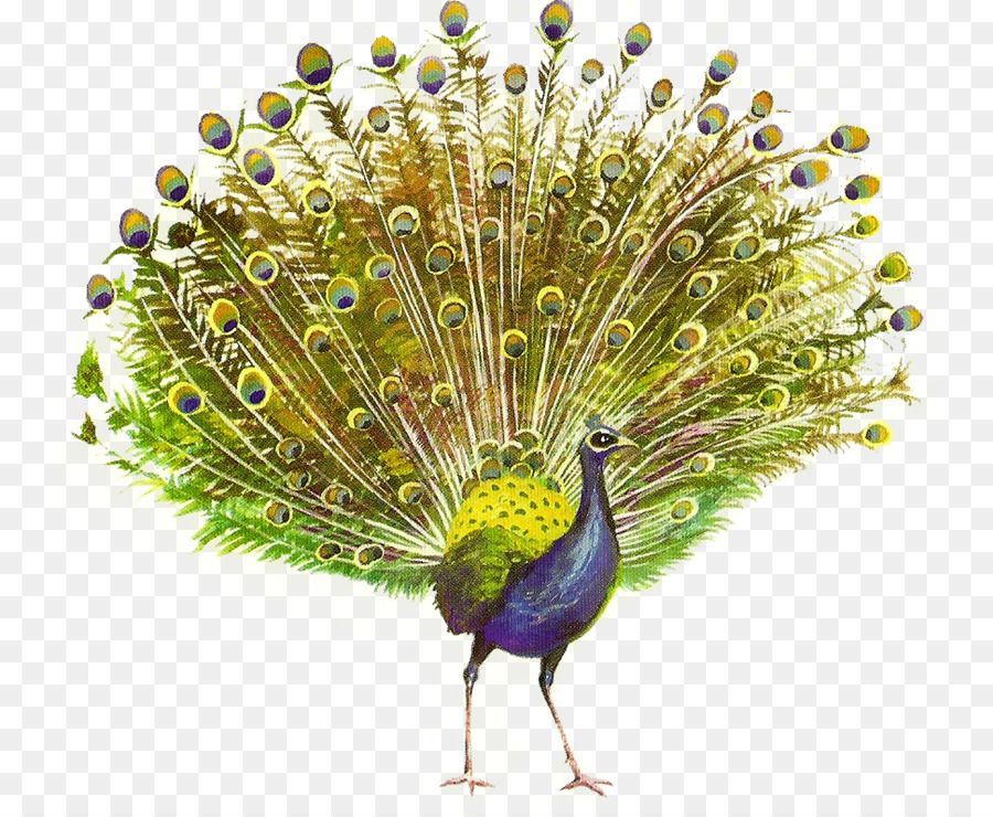 Pavo，Photoscape PNG