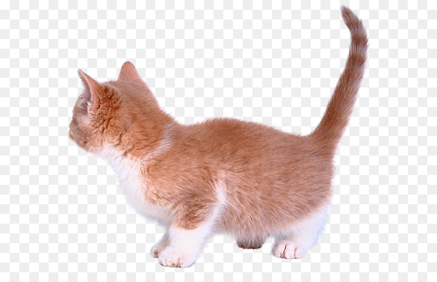 Gato，Mascota PNG