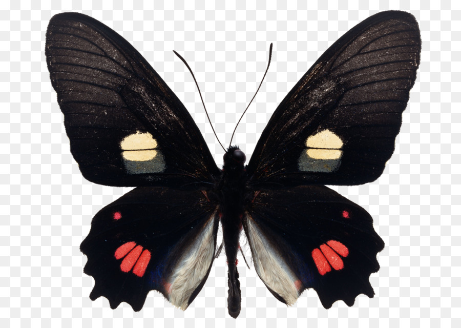 Mariposa Negra，Alas PNG