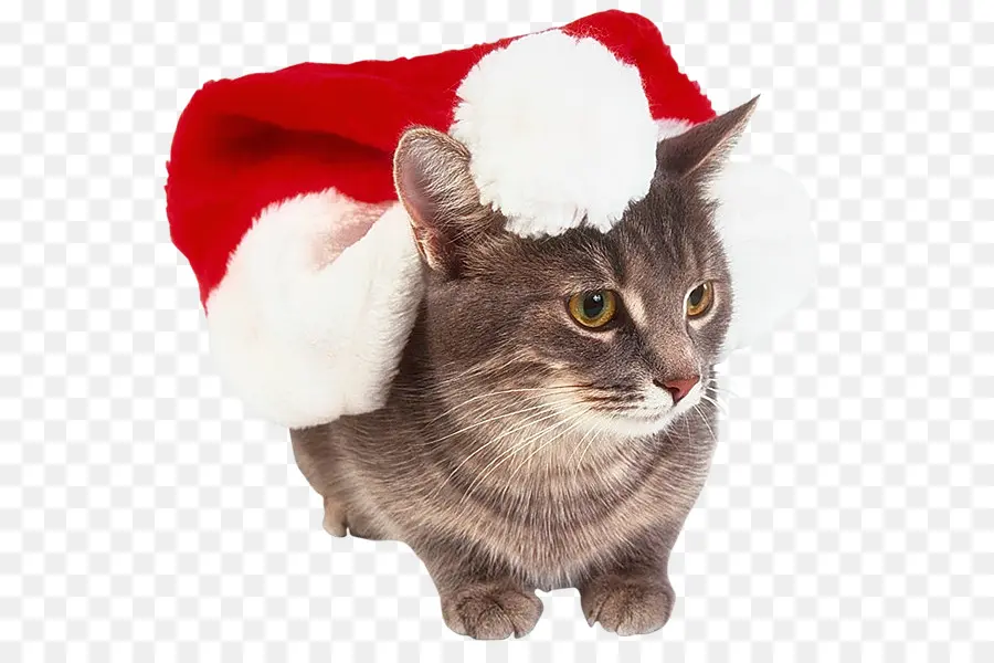 Gato，Gorro De Papá Noel PNG