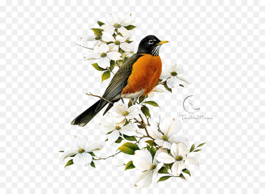 Aves，Europea Robin PNG