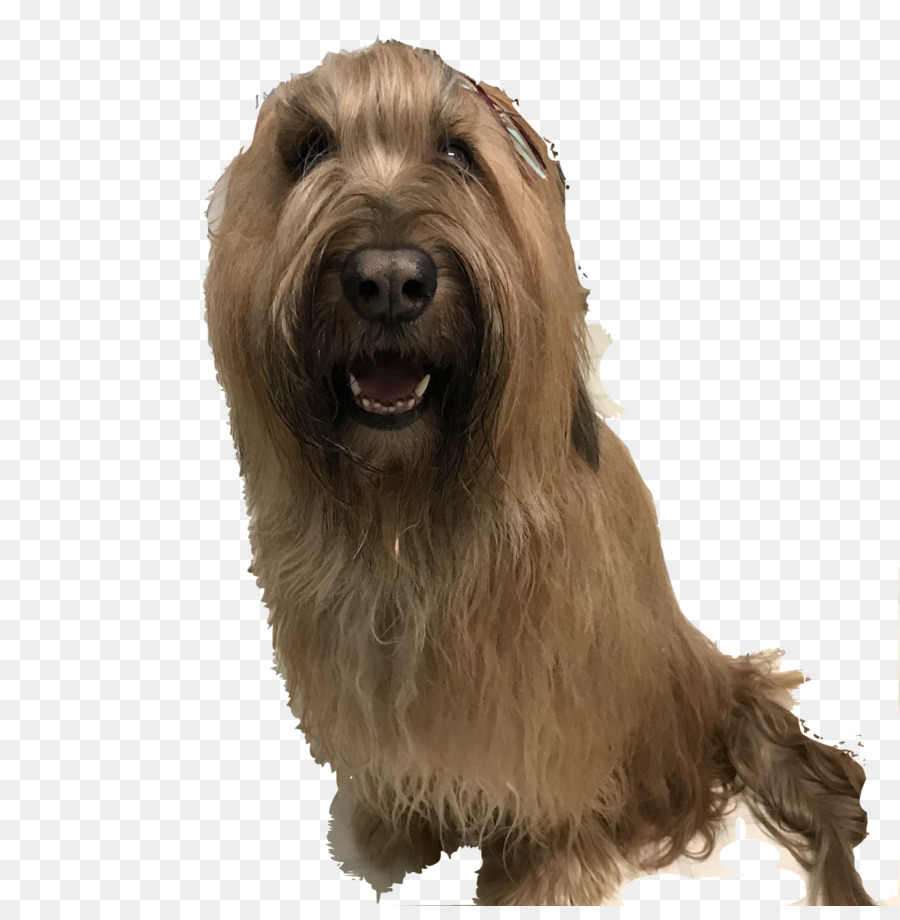 Glen，Softcoated De Trigo Terrier PNG