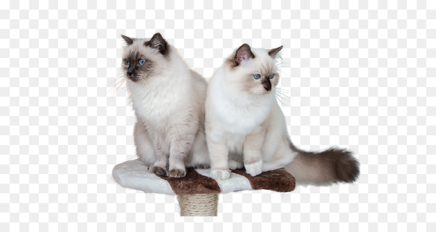 Ragdoll，Birman PNG