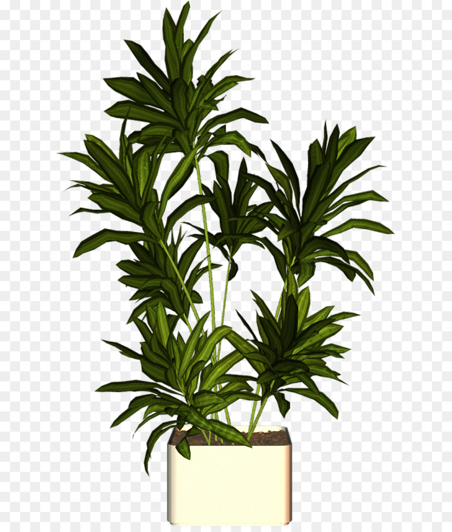 Planta En Maceta，Interior PNG