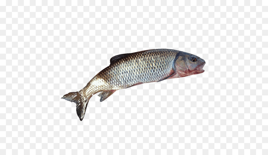 Salmón，Los Productos De Pescado PNG