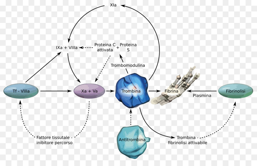 La Trombina，Directo Inhibidor De La Trombina PNG