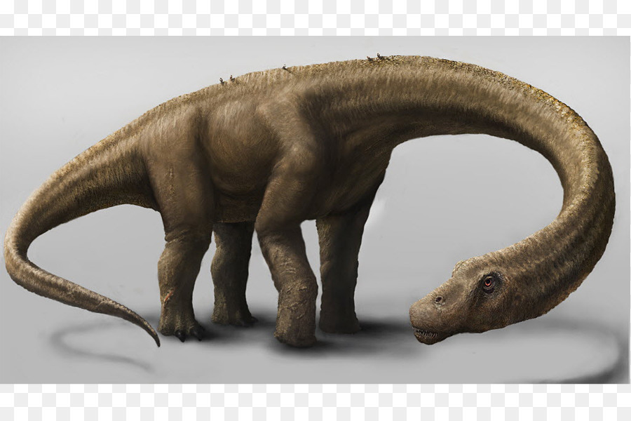 Dinosaurio De Tamaño，Dreadnoughtus PNG