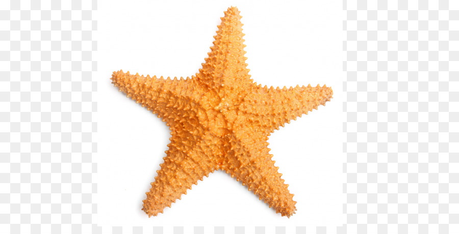 Estrella De Mar，Mar PNG