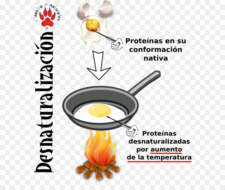 La Proteína，Enlace Peptídico PNG