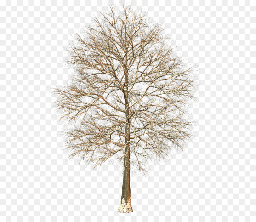 árbol Desnudo，Sucursales PNG