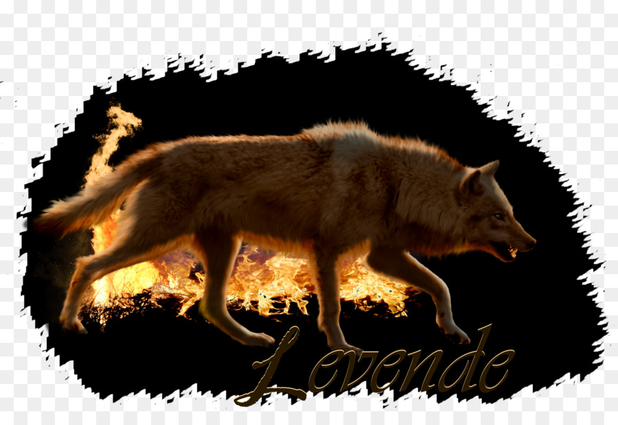 Zorro Rojo，Coyote PNG