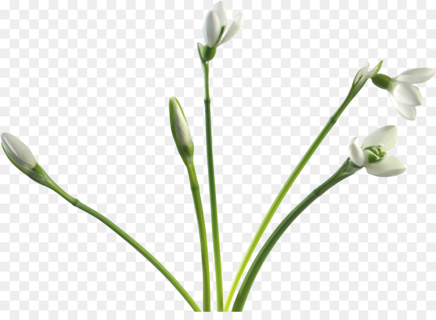 Campanilla De Invierno，Flor PNG