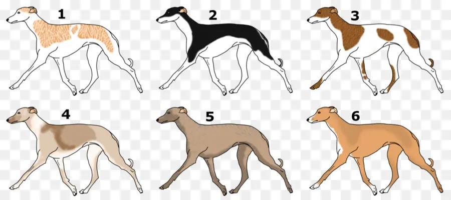 Galano Español，Galgo PNG