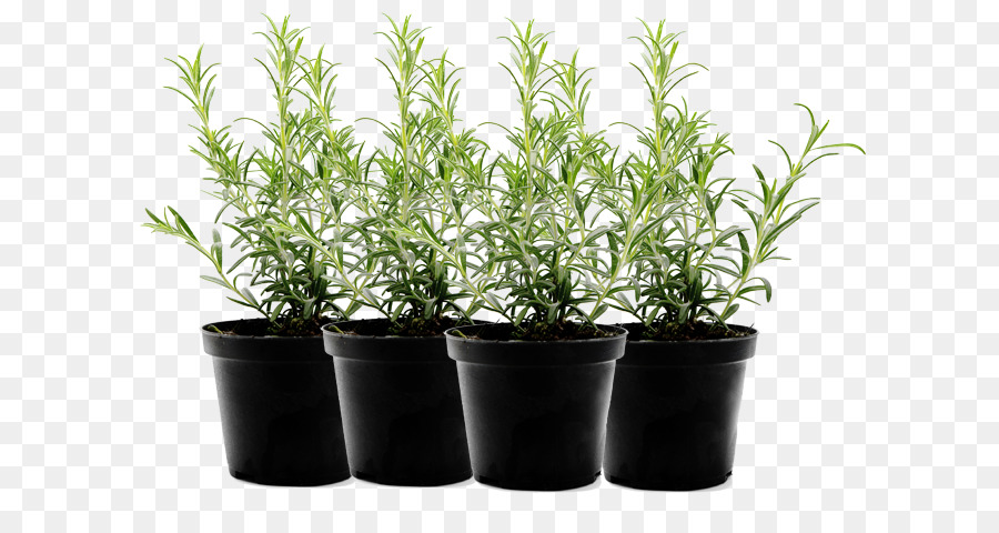 Plantas En Macetas，Verdor PNG