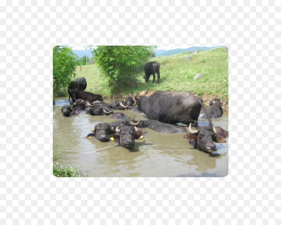 Búfalo De Agua，El Parque Nacional De PNG