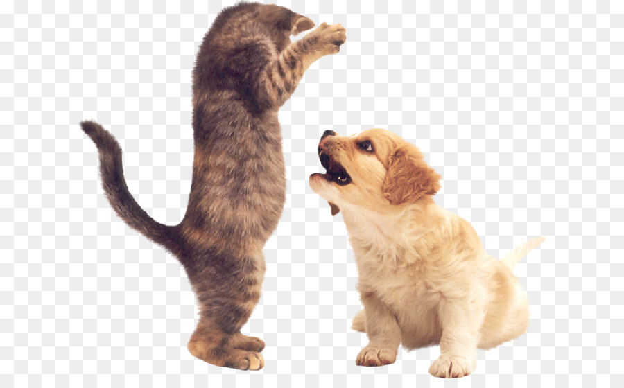 Cachorro，Gatito PNG